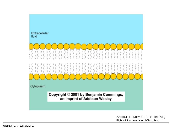 Animation: Membrane Selectivity Right click on animation / Click play © 2012 Pearson Education,