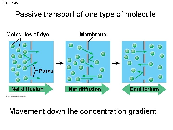 Figure 5. 3 A Passive transport of one type of molecule Molecules of dye