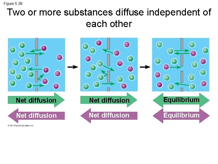 Figure 5. 3 B Two or more substances diffuse independent of each other Net