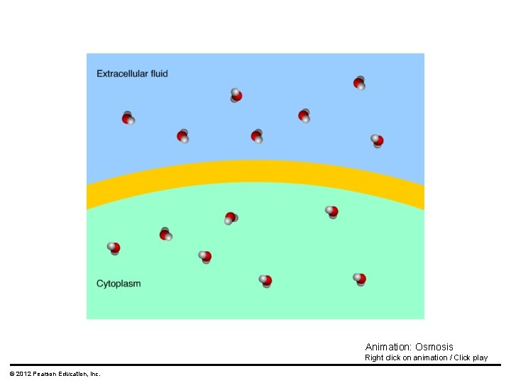 Animation: Osmosis Right click on animation / Click play © 2012 Pearson Education, Inc.