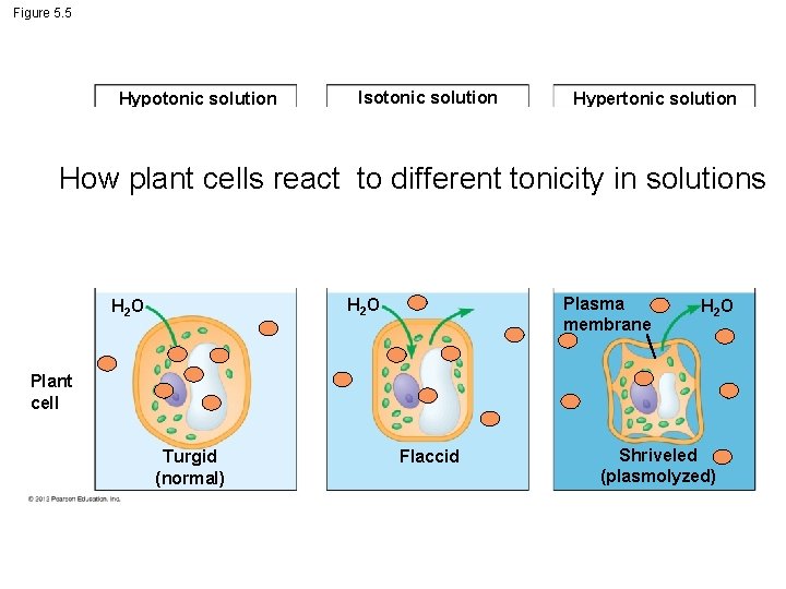 Figure 5. 5 Hypotonic solution H 2 O Isotonic solution Hypertonic solution H 2