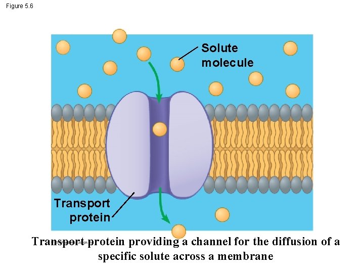 Figure 5. 6 Solute molecule Transport protein providing a channel for the diffusion of