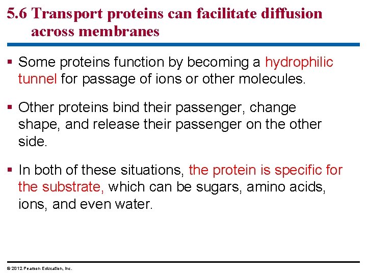 5. 6 Transport proteins can facilitate diffusion across membranes § Some proteins function by