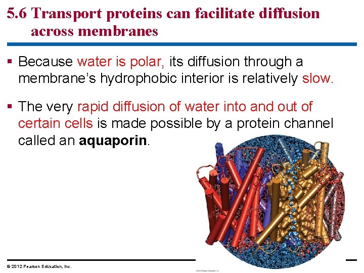 5. 6 Transport proteins can facilitate diffusion across membranes § Because water is polar,