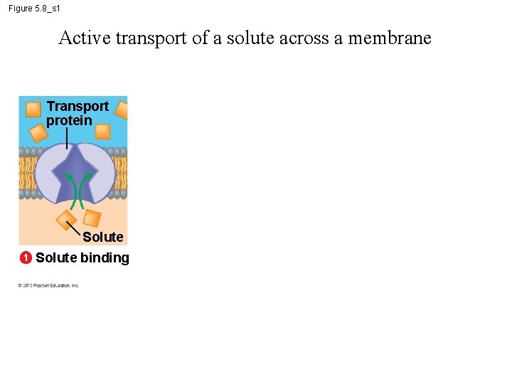 Figure 5. 8_s 1 Active transport of a solute across a membrane Transport protein