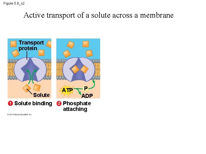 Figure 5. 8_s 2 Active transport of a solute across a membrane Transport protein