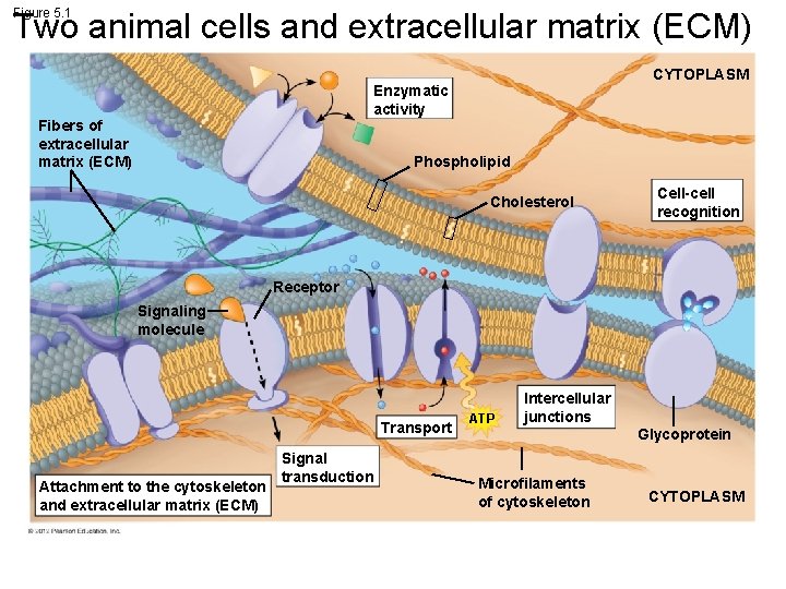 Figure 5. 1 Two animal cells and extracellular matrix (ECM) CYTOPLASM Enzymatic activity Fibers