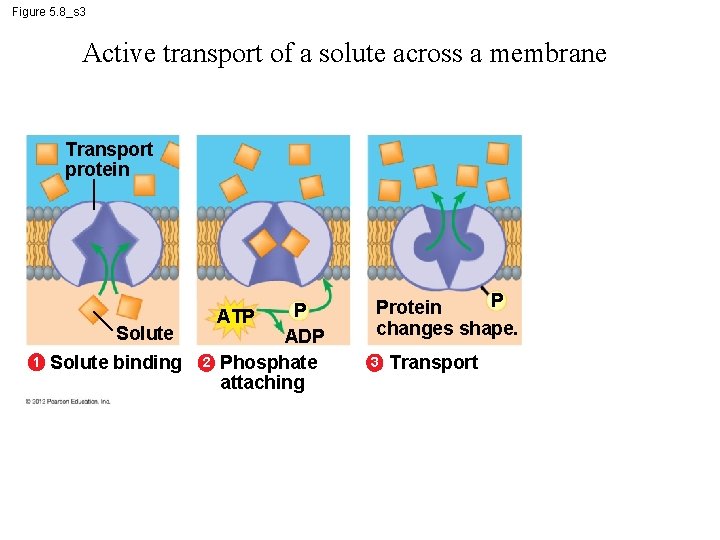 Figure 5. 8_s 3 Active transport of a solute across a membrane Transport protein