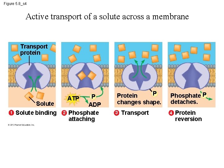 Figure 5. 8_s 4 Active transport of a solute across a membrane Transport protein