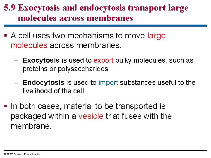 5. 9 Exocytosis and endocytosis transport large molecules across membranes § A cell uses