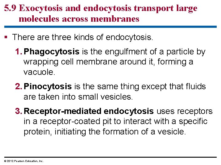 5. 9 Exocytosis and endocytosis transport large molecules across membranes § There are three