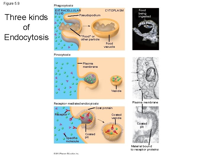 Figure 5. 9 Three kinds of Endocytosis Phagocytosis EXTRACELLULAR FLUID Pseudopodium CYTOPLASM Food being