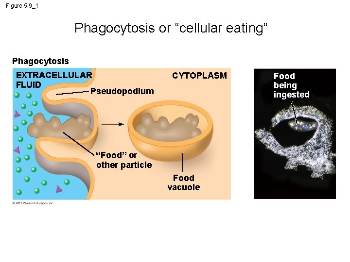 Figure 5. 9_1 Phagocytosis or “cellular eating” Phagocytosis EXTRACELLULAR FLUID Pseudopodium CYTOPLASM “Food” or