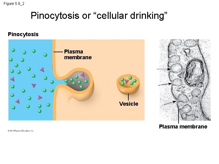 Figure 5. 9_2 Pinocytosis or “cellular drinking” Pinocytosis Plasma membrane Vesicle Plasma membrane 