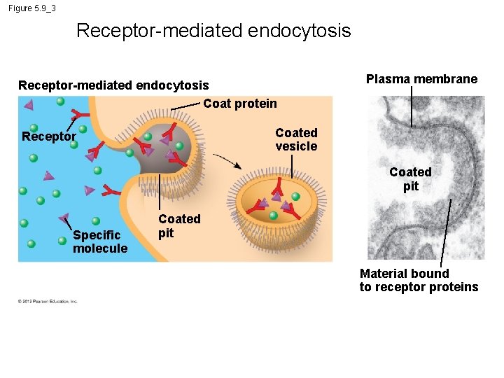 Figure 5. 9_3 Receptor-mediated endocytosis Coat protein Plasma membrane Coated vesicle Receptor Coated pit