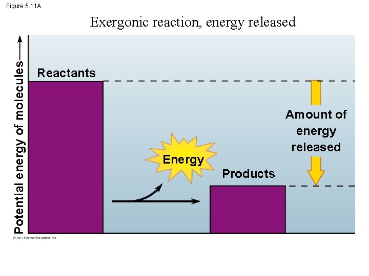 Figure 5. 11 A Potential energy of molecules Exergonic reaction, energy released Reactants Amount