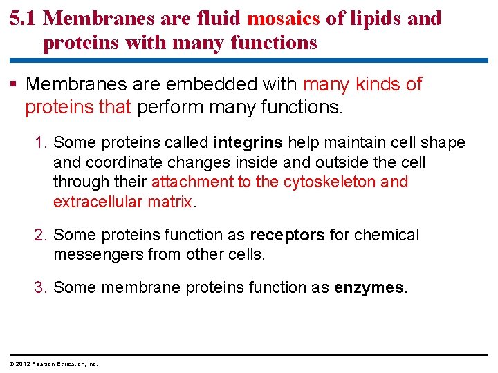 5. 1 Membranes are fluid mosaics of lipids and proteins with many functions §