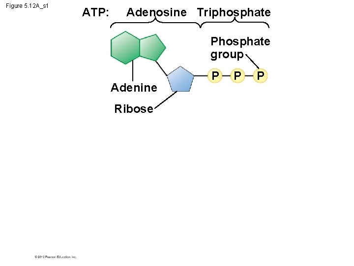 Figure 5. 12 A_s 1 ATP: Adenosine Triphosphate Phosphate group Adenine Ribose P P