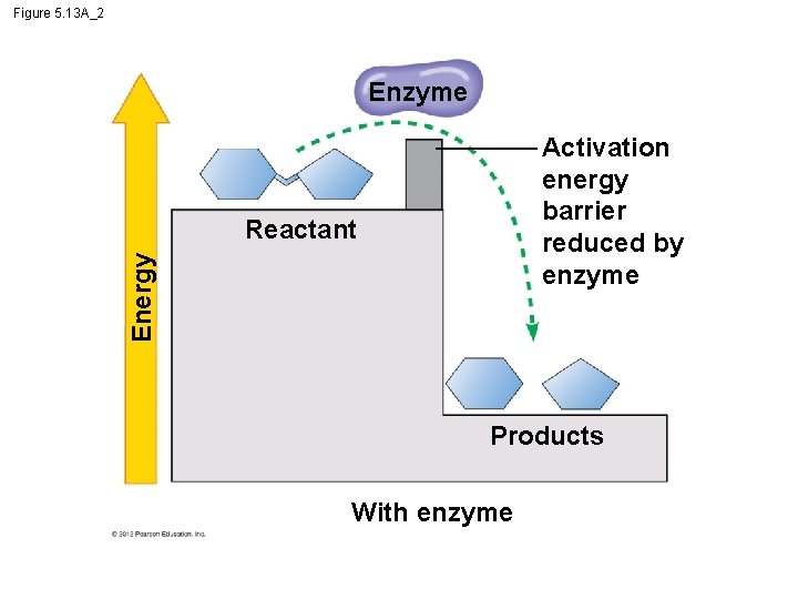 Figure 5. 13 A_2 Enzyme Activation energy barrier reduced by enzyme Energy Reactant Products