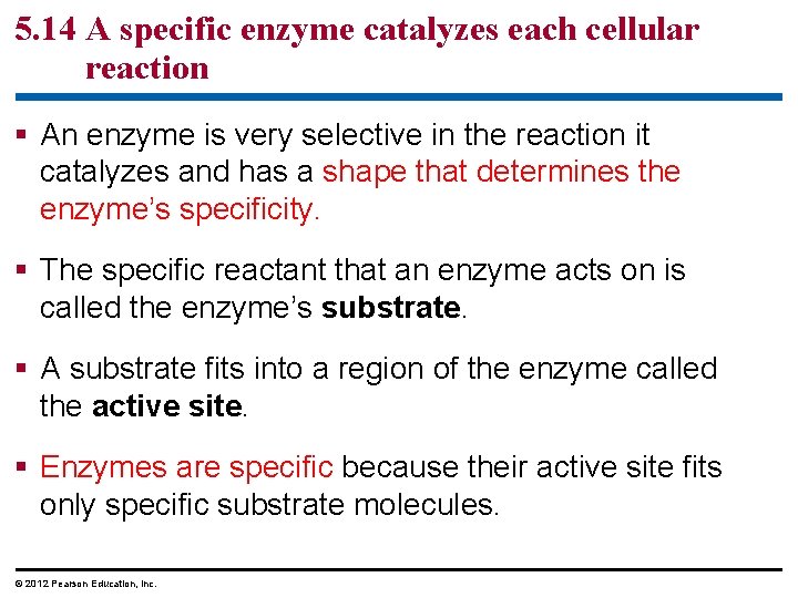 5. 14 A specific enzyme catalyzes each cellular reaction § An enzyme is very