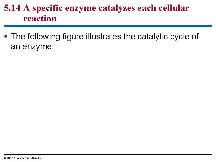 5. 14 A specific enzyme catalyzes each cellular reaction § The following figure illustrates