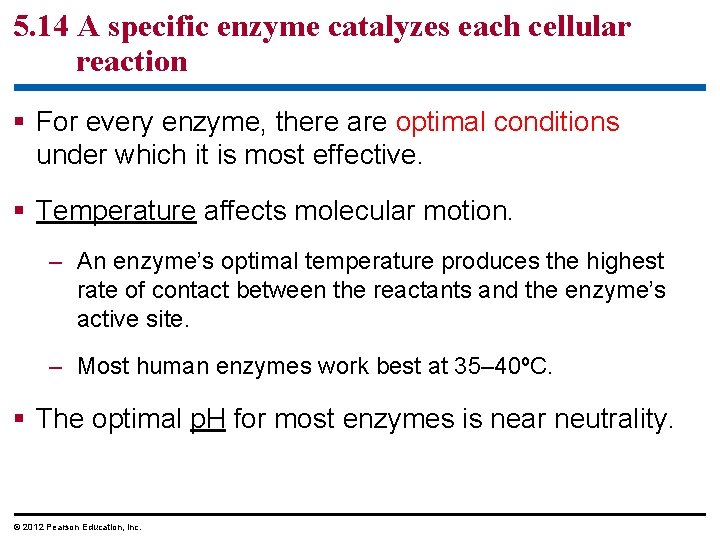 5. 14 A specific enzyme catalyzes each cellular reaction § For every enzyme, there