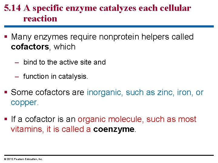 5. 14 A specific enzyme catalyzes each cellular reaction § Many enzymes require nonprotein