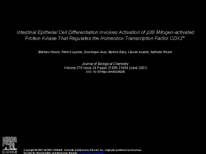 Intestinal Epithelial Cell Differentiation Involves Activation of p 38 Mitogen-activated Protein Kinase That Regulates