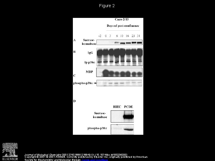 Figure 2 Journal of Biological Chemistry 2001 27621885 -21894 DOI: (10. 1074/jbc. M 100236200)