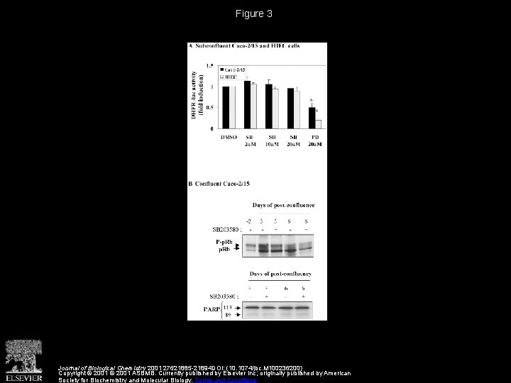 Figure 3 Journal of Biological Chemistry 2001 27621885 -21894 DOI: (10. 1074/jbc. M 100236200)