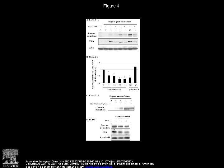 Figure 4 Journal of Biological Chemistry 2001 27621885 -21894 DOI: (10. 1074/jbc. M 100236200)