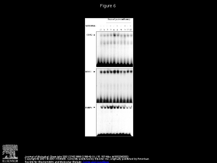 Figure 6 Journal of Biological Chemistry 2001 27621885 -21894 DOI: (10. 1074/jbc. M 100236200)