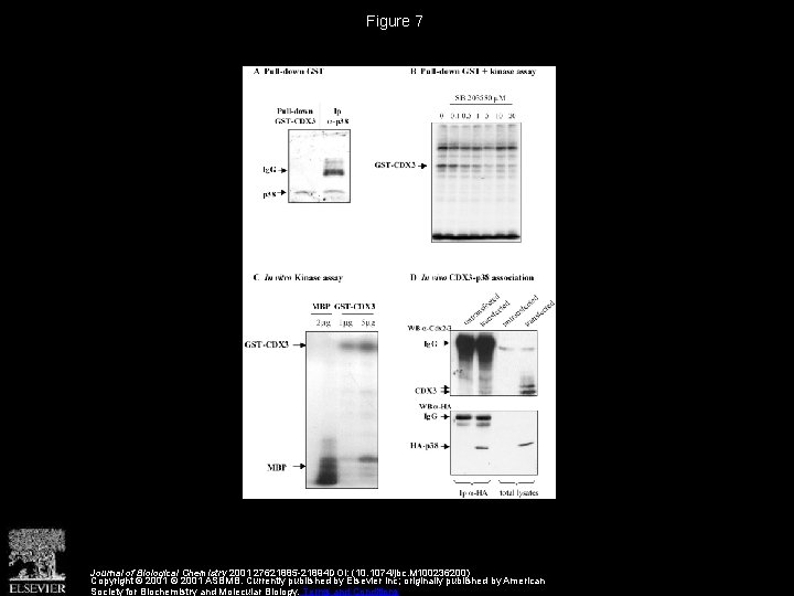Figure 7 Journal of Biological Chemistry 2001 27621885 -21894 DOI: (10. 1074/jbc. M 100236200)