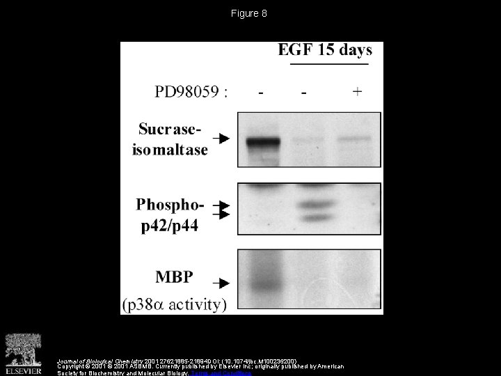 Figure 8 Journal of Biological Chemistry 2001 27621885 -21894 DOI: (10. 1074/jbc. M 100236200)