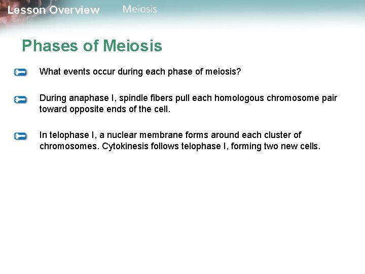 Lesson Overview Meiosis Phases of Meiosis What events occur during each phase of meiosis?