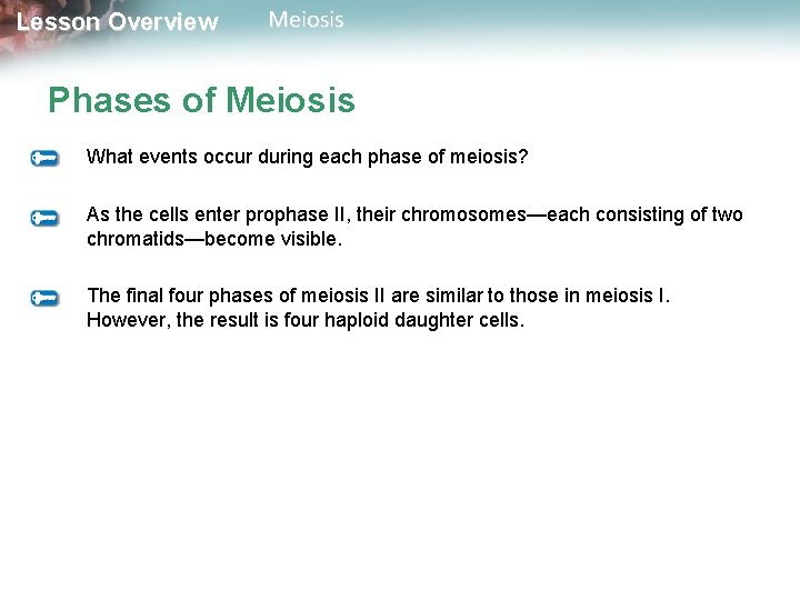 Lesson Overview Meiosis Phases of Meiosis What events occur during each phase of meiosis?