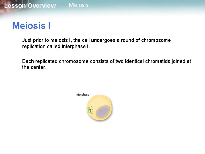 Lesson Overview Meiosis I Just prior to meiosis I, the cell undergoes a round