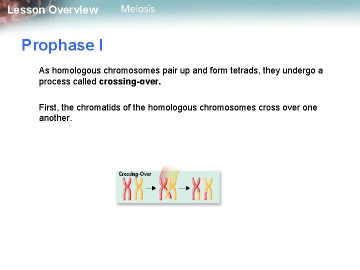 Lesson Overview Meiosis Prophase I As homologous chromosomes pair up and form tetrads, they