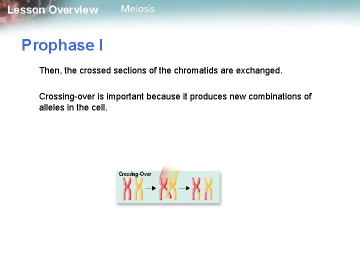Lesson Overview Meiosis Prophase I Then, the crossed sections of the chromatids are exchanged.