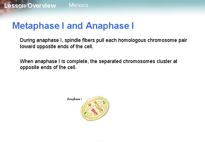 Lesson Overview Meiosis Metaphase I and Anaphase I During anaphase I, spindle fibers pull