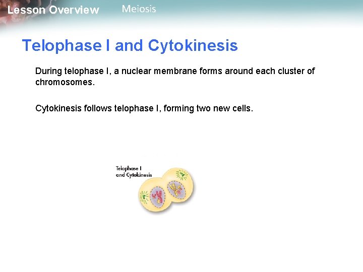 Lesson Overview Meiosis Telophase I and Cytokinesis During telophase I, a nuclear membrane forms