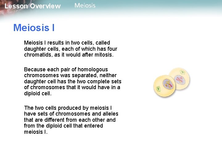 Lesson Overview Meiosis I results in two cells, called daughter cells, each of which