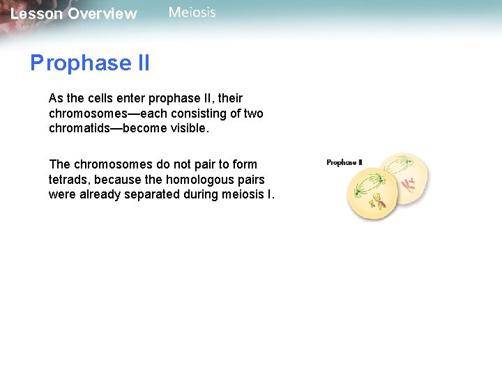 Lesson Overview Meiosis Prophase II As the cells enter prophase II, their chromosomes—each consisting