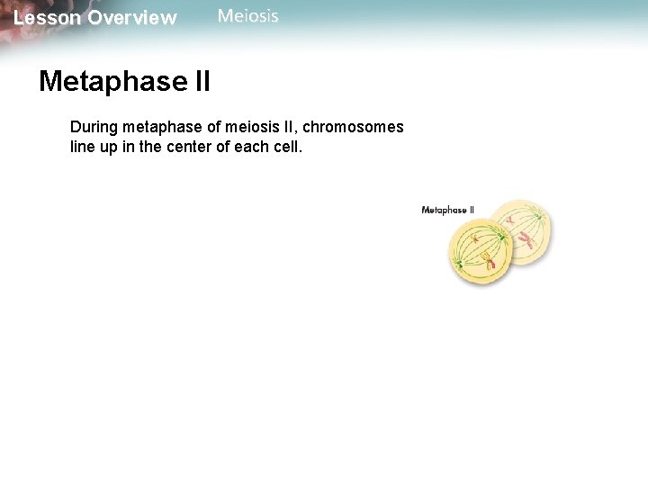 Lesson Overview Meiosis Metaphase II During metaphase of meiosis II, chromosomes line up in