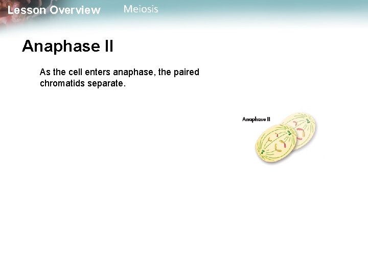 Lesson Overview Meiosis Anaphase II As the cell enters anaphase, the paired chromatids separate.