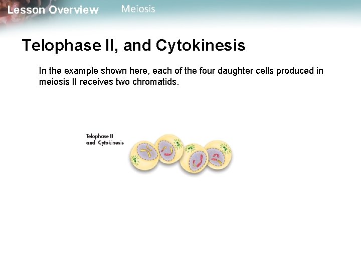 Lesson Overview Meiosis Telophase II, and Cytokinesis In the example shown here, each of