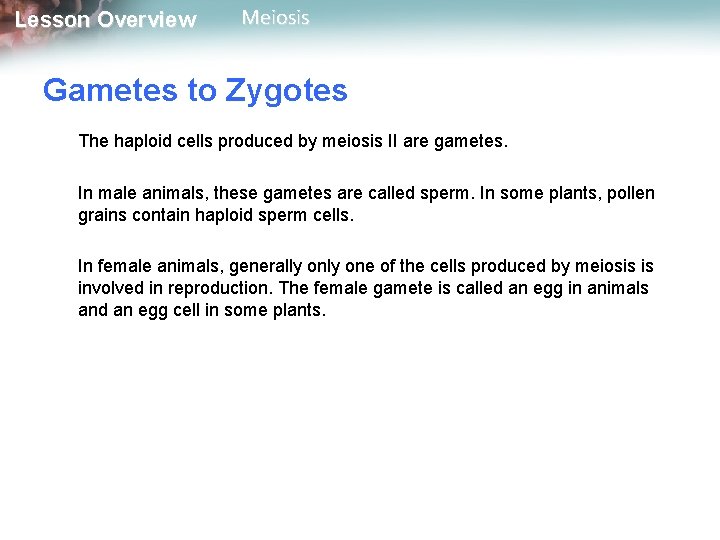 Lesson Overview Meiosis Gametes to Zygotes The haploid cells produced by meiosis II are