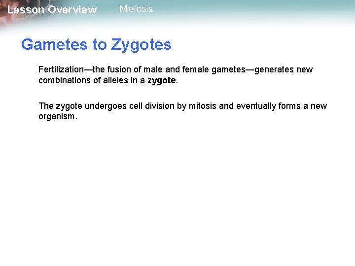 Lesson Overview Meiosis Gametes to Zygotes Fertilization—the fusion of male and female gametes—generates new