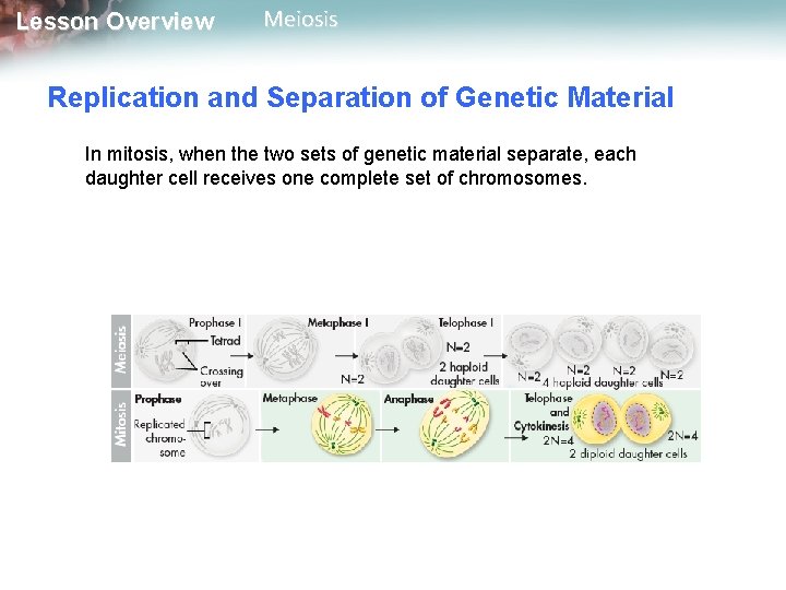 Lesson Overview Meiosis Replication and Separation of Genetic Material In mitosis, when the two