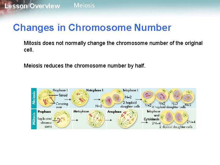 Lesson Overview Meiosis Changes in Chromosome Number Mitosis does not normally change the chromosome